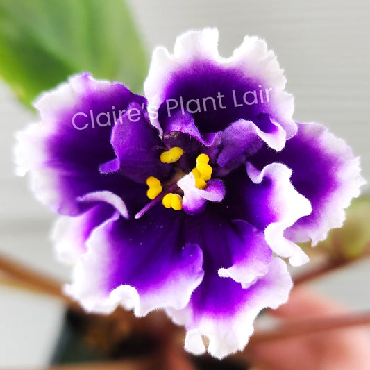 African Violet Leaf - DN-Royal Blue Variety - Standard Size - Saintpaulia ionantha