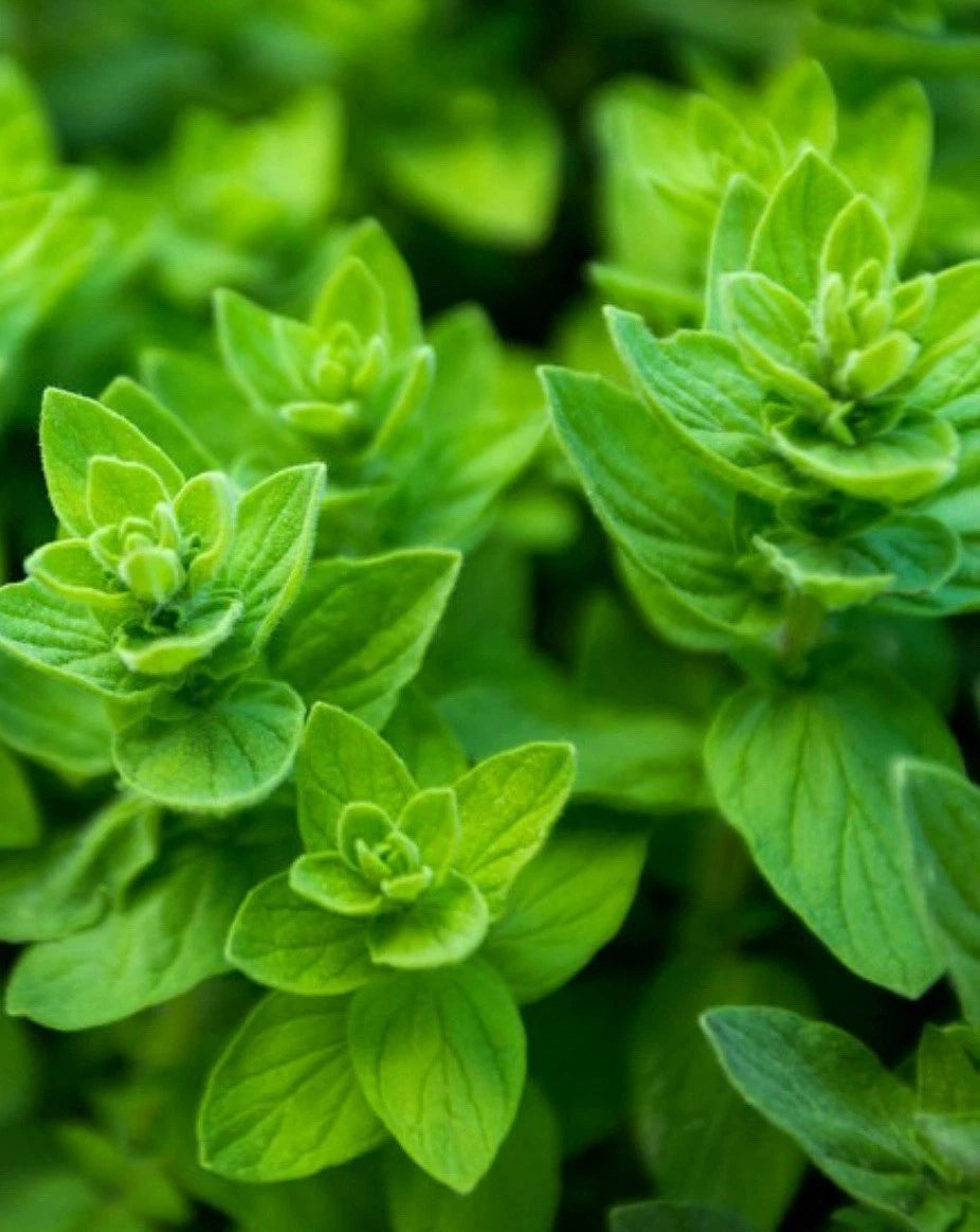 Italian Oregano Seeds - 10,000 Heirloom Seeds - Tasty Pizza Herb - Origanum vulgare - USA Grown