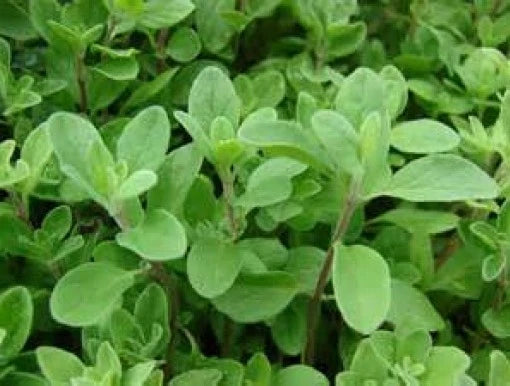 Fresh Sweet Marjoram Seeds - 100 Count - Origanum majorana - Free USA Shipping