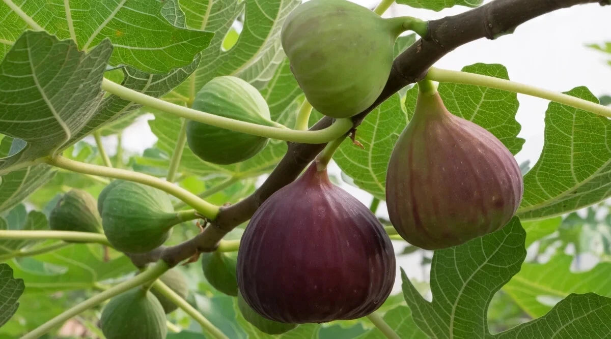 Magnolia Fig Seeds - 100+ Count - Garden Planting - Ficus macrophylla - USA - Free Shipping