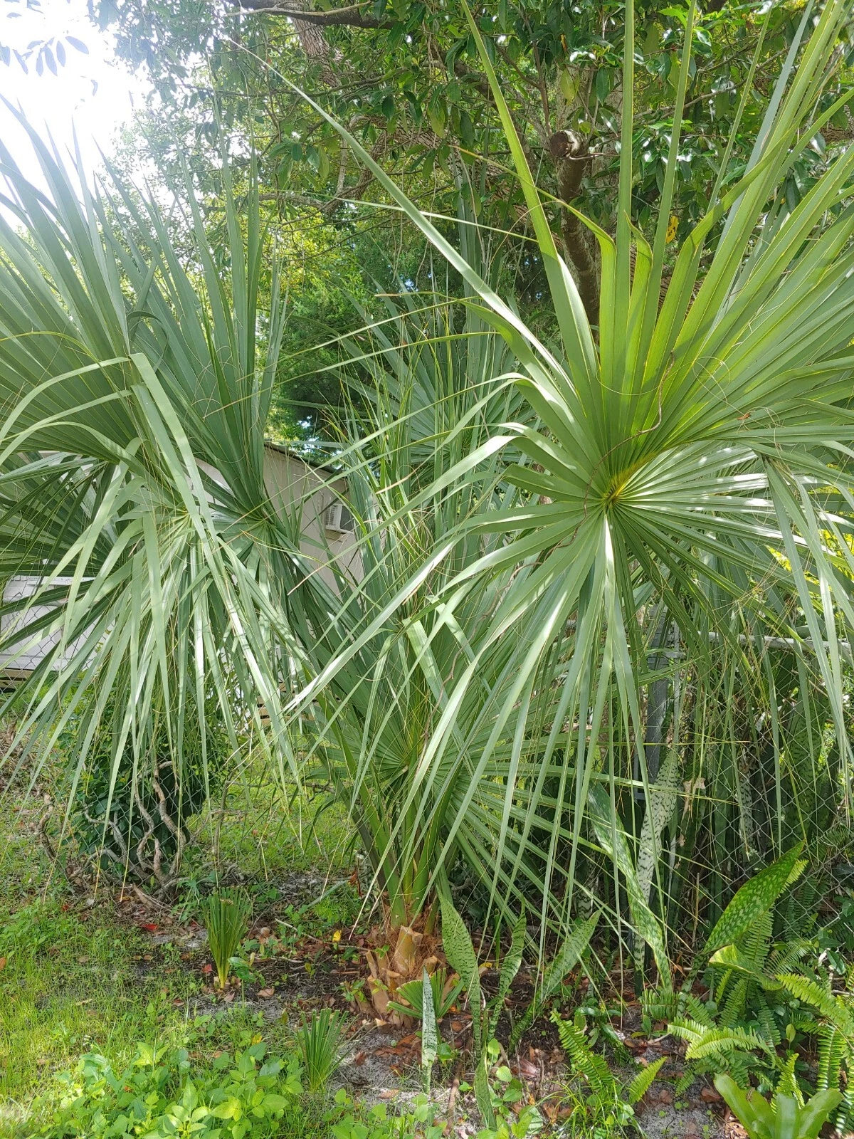Florida Sabal Palmetto Palm Tree - 2 Rooted Plants, 1 Year Old, 8-12 Inches - Live Garden Plant (Sabal palmetto)