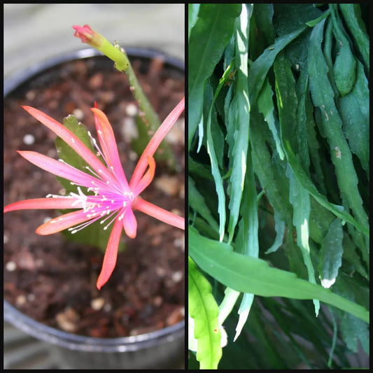 Epiphyllum Cuttings 6"-8" Long Georges Favorite Orchid Cactus Succulent