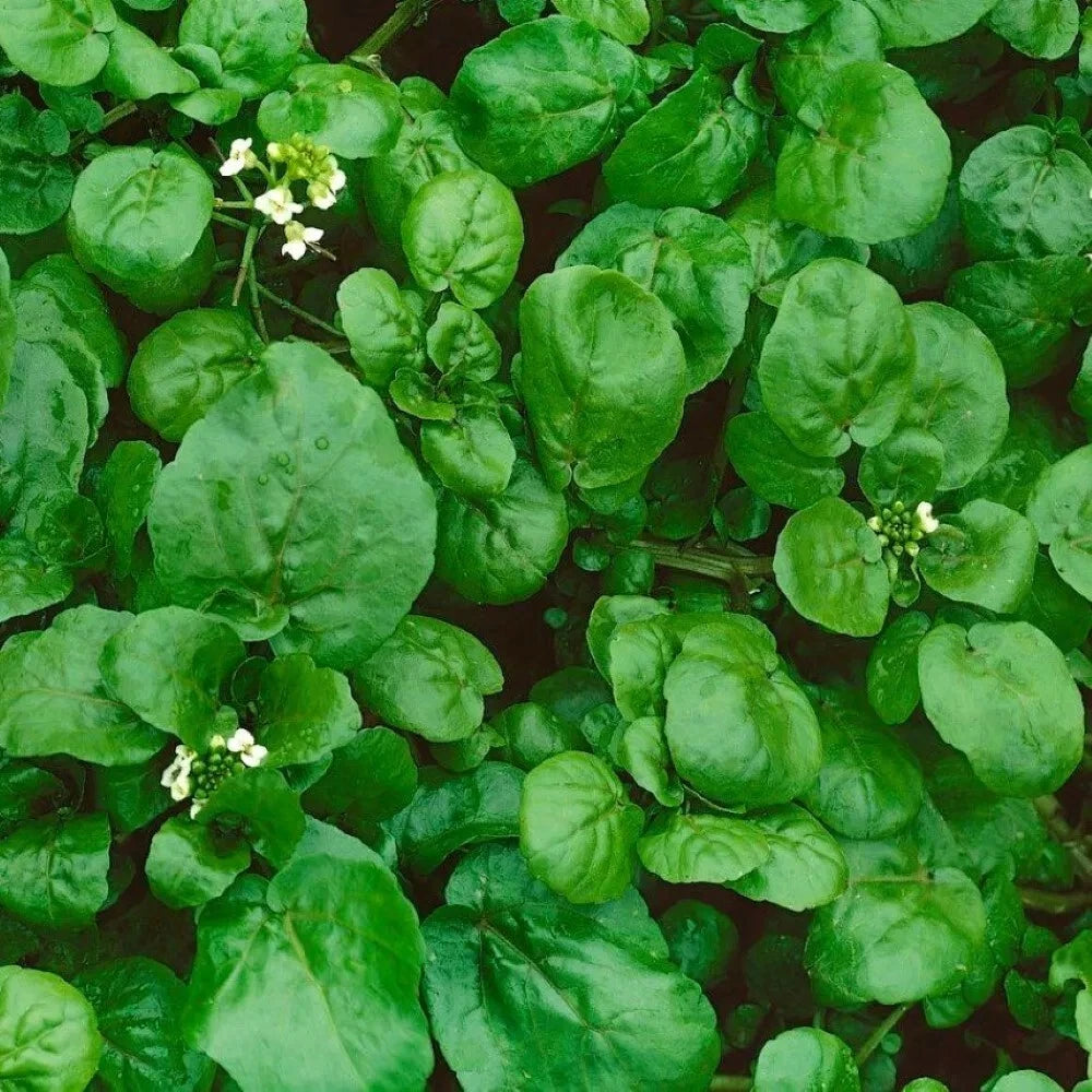 Watercress Seeds - 300+ Heirloom Organic Non-GMO Cress - Fresh (Nasturtium officinale)
