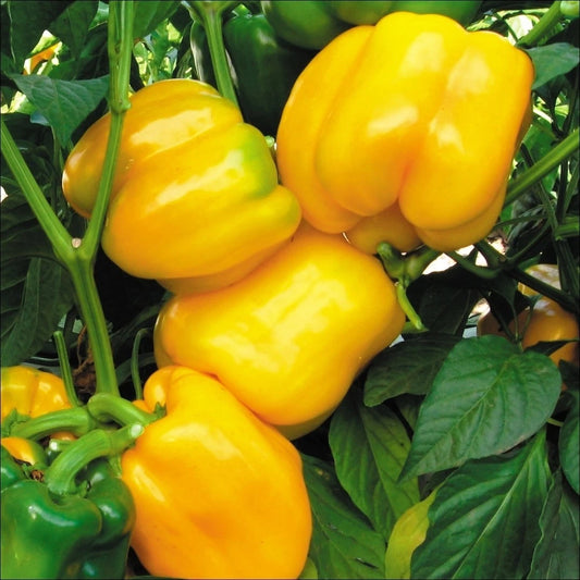 Canary Yellow Sweet Bell Pepper Seeds, NON-GMO Heirloom, Variety Sizes, Capsicum annuum - Free Shipping