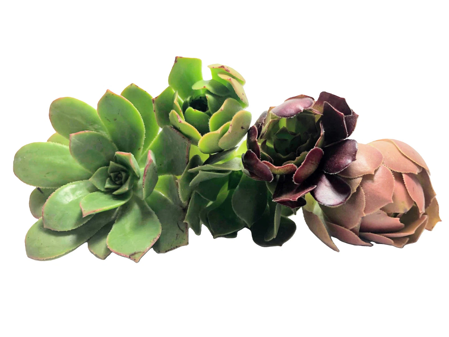 Assorted Aeonium Cuttings 2–6” | Unique Succulent Rosettes, No Repeat, Aeonium spp.