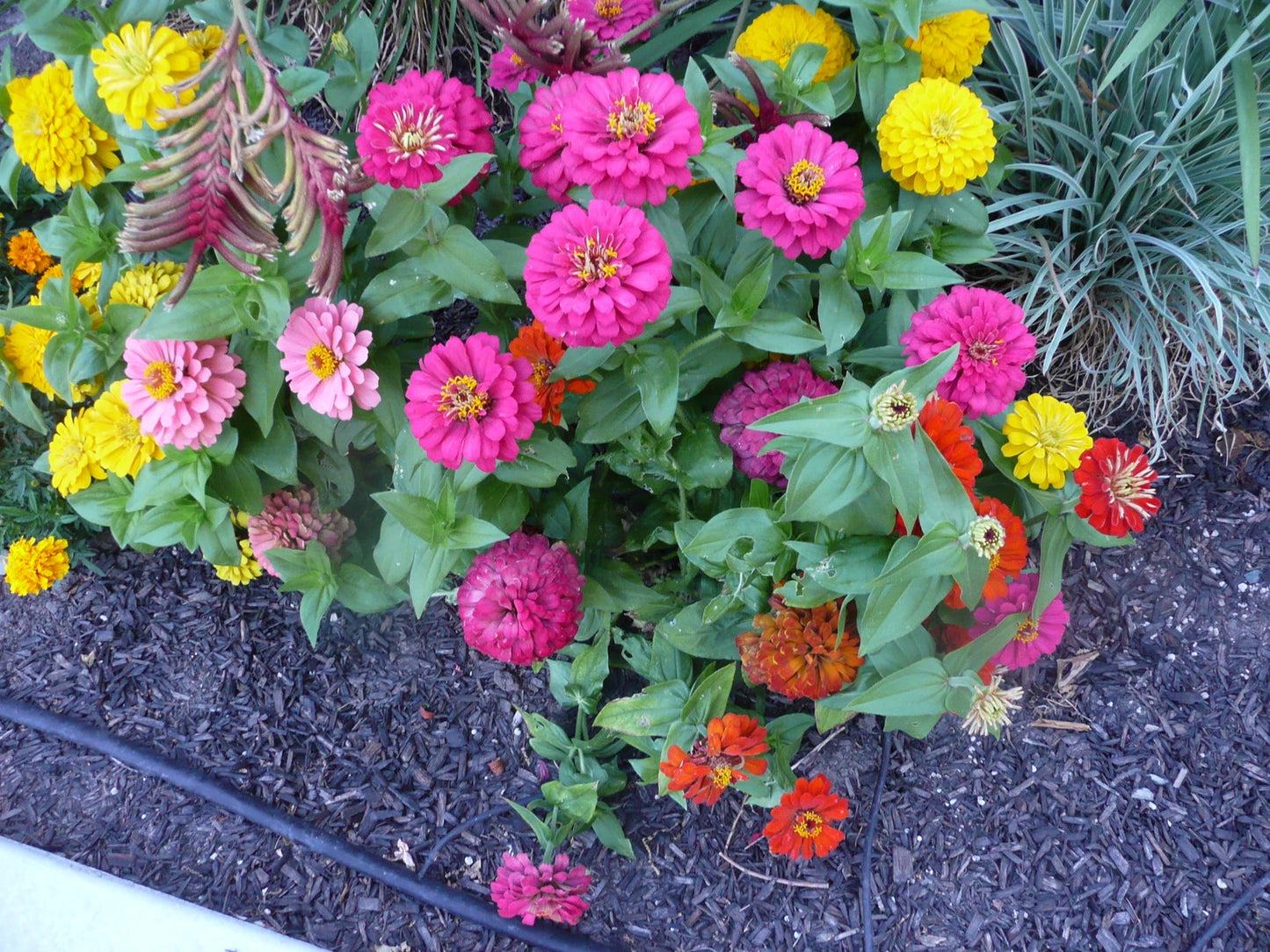 Zinnia Seeds - 45 Count - Button Box Dwarf Zinnias - GroCo USA - Flower Seeds for Garden