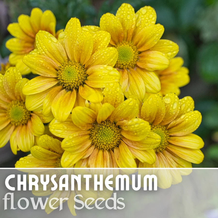 Chrysanthemum Seeds - Golden Tide Mum - 200+ Annual Flower Seeds - Perfect for Gardens - Chrysanthemum morifolium