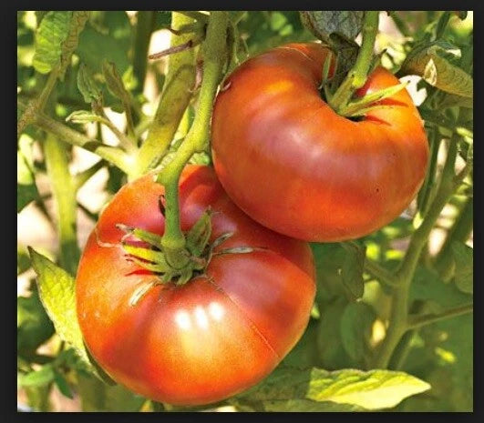 Brandywine Red Tomato Seeds - 30 to 5000 Heirloom Non-GMO Open Pollinated (Solanum lycopersicum)