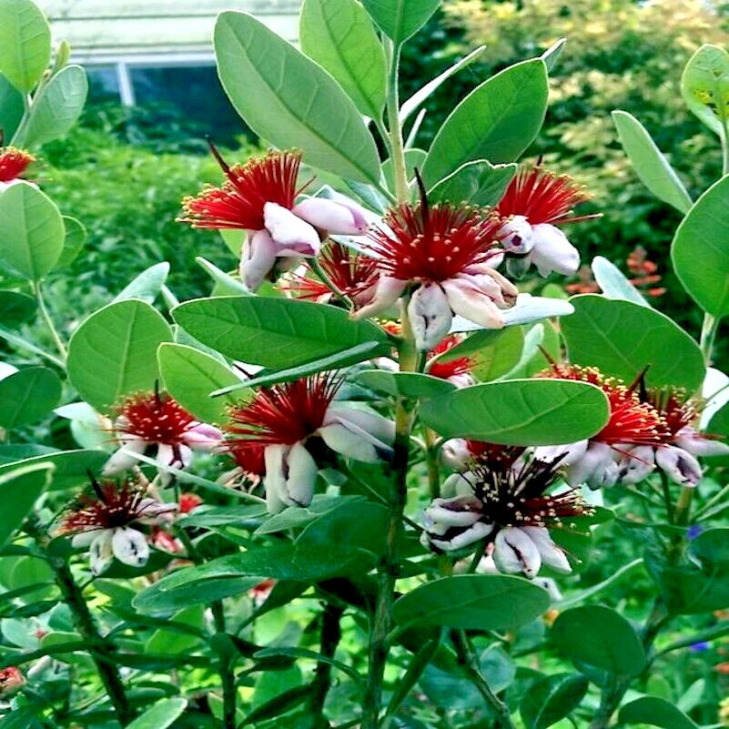 20 Pineapple Guava Tree Seeds - Brazilian Fig Guava Fruit - Tropical Flower Plant - Acca sellowiana