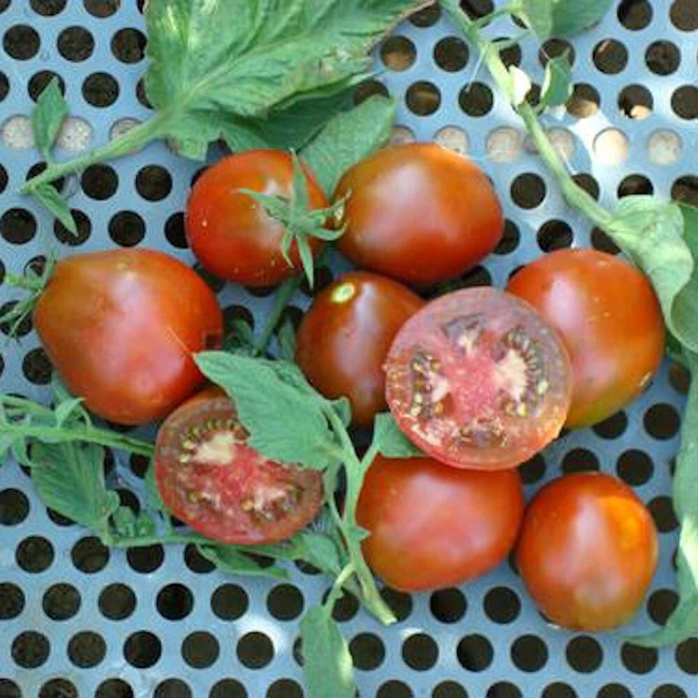 Black Truffle Tomato Seeds - 100 Pack - Indeterminate Non-GMO Heirloom - Lycopersicon esculentum