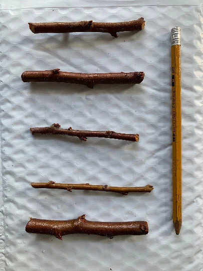 5 Flavor Delight Aprium Scions – 3–6" Unrooted Grafting Cuttings – Apricot x Plum Hybrid – Rare Fruit Tree Budwood