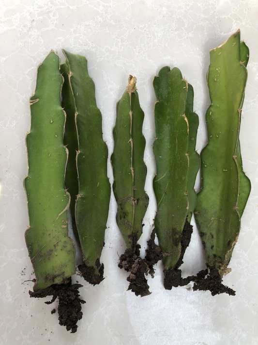 5 Rooted Dragon Fruit Cuttings Live Tropical Cactus Plant Ready to Plant