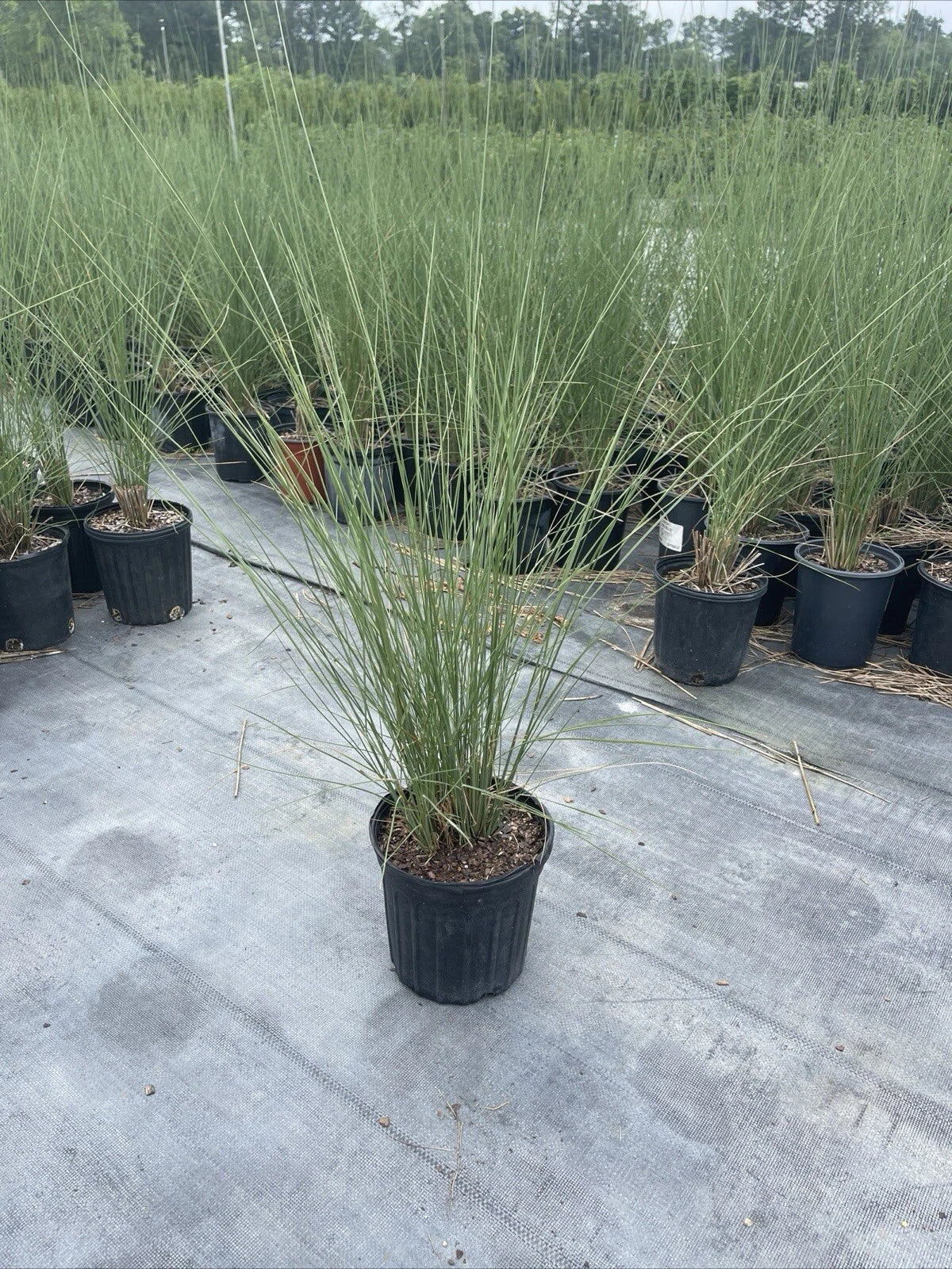 White Cloud Muhly Grass – Muhlenbergia capillaris, Mature Plant in 6” Pot, Ornamental Grass, Drought Tolerant, White Plumes