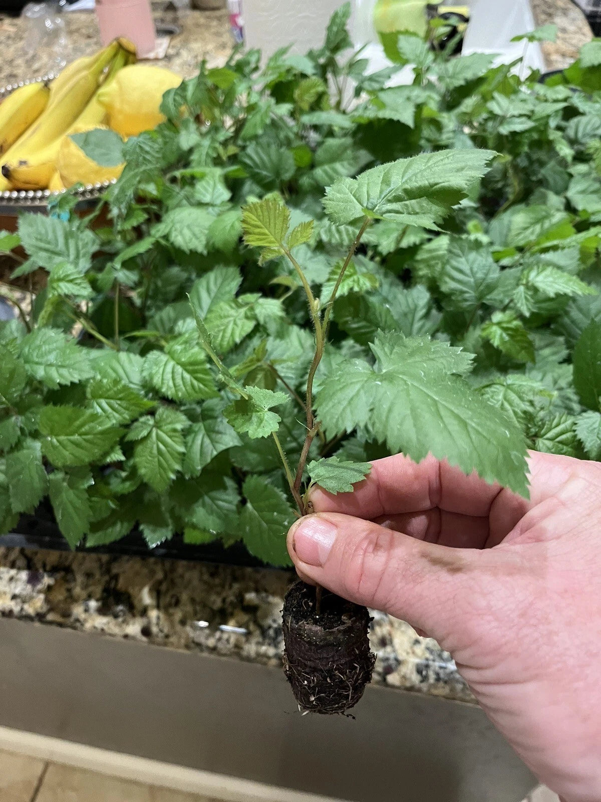 2 Ponca Thornless Blackberry Plants – Rubus Hybrid Bare Root Bushes | Sweet Early Berries for Garden, Patio, or Home Orchard Growing