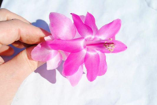 Christmas Cactus Starter Plant - Small Healthy Schlumbergera Truncata - Vilha Velha Brazil