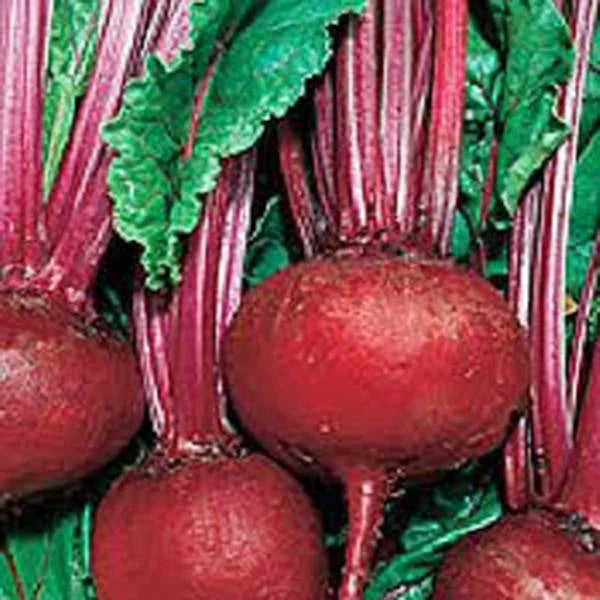 Beet Seed 100 Seeds Detroit Dark Red Heirloom Non-GMO Sweet Beets (Beta vulgaris)