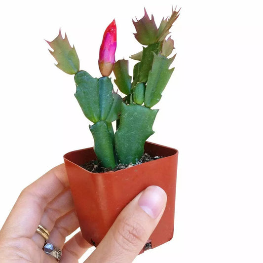 Christmas Cactus 2 Inch Plant - Thanksgiving Cactus - Easter Cactus - Schlumbergera