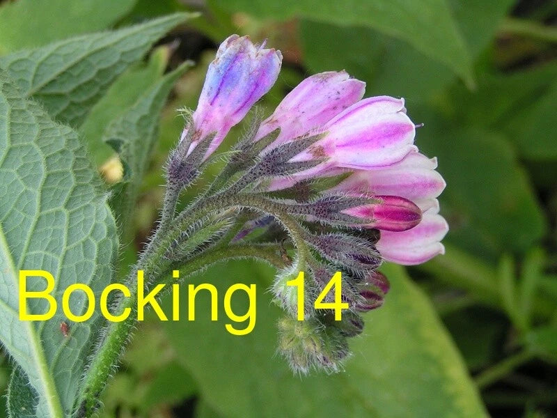 5 Unroot Cuttings Russian Comfrey Live Root Cuttings Bocking 14 Cultivar Freshly Harvested Symphytum x uplandicum