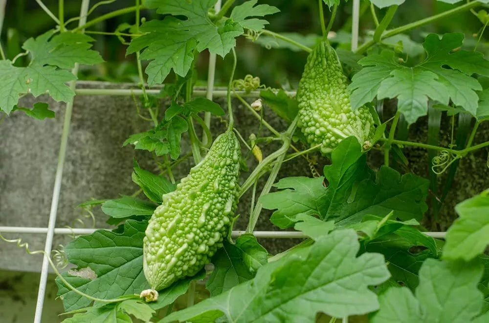 Bitter Gourd Vine Seeds - 10 Pack - Green Bitter Melon - Momordica charantia