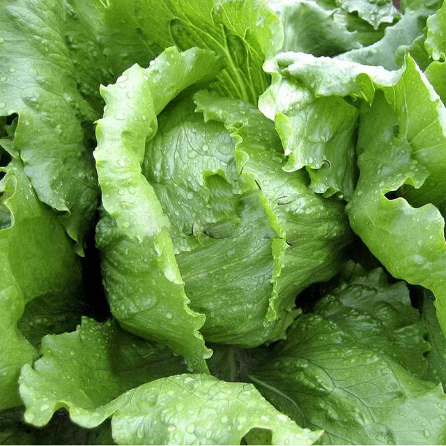Iceberg Lettuce Seeds - 600+ Non-GMO Crisphead Vegetable Garden Seeds - Lactuca sativa - USA, Free Shipping