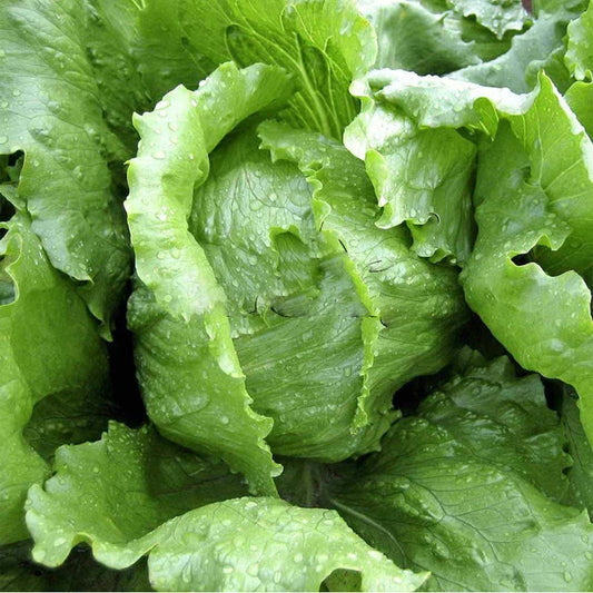 Iceberg Lettuce Seeds - 600+ Non-GMO Crisphead Vegetable Garden Seeds - Lactuca sativa - USA, Free Shipping