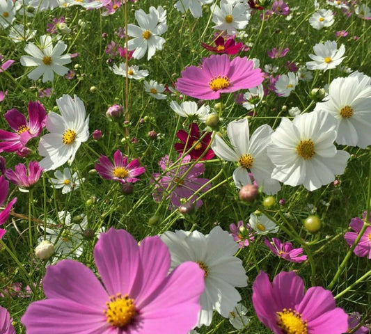 Cosmos Flower Seeds - White & Pink Mix - 40 Easy Grow Seeds - Cosmos bipinnatus