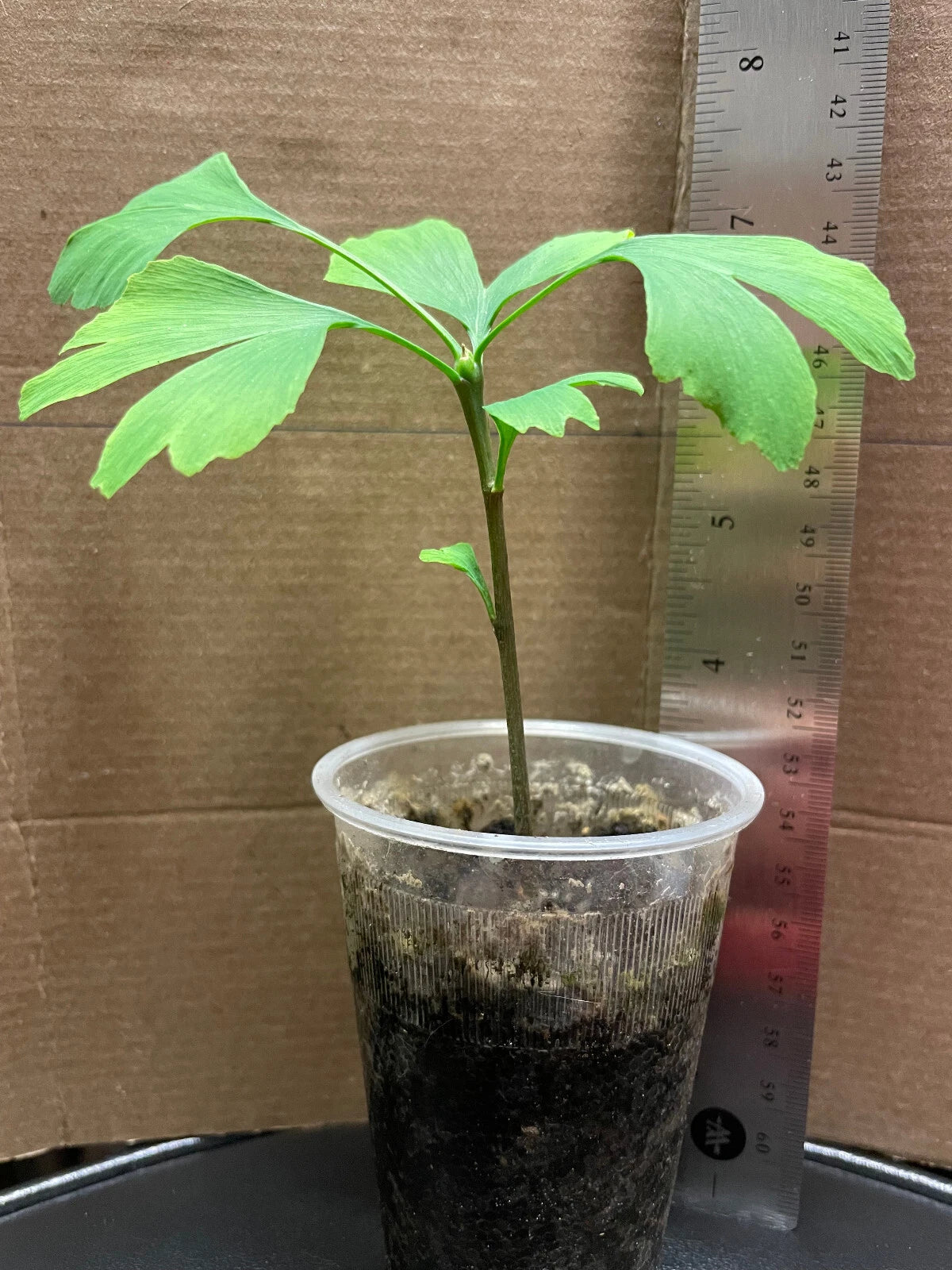 Ginkgo Biloba Seedling Live Tree 4-6 Inches - Ginkgo Tree, Medicinal Plant, Unique Foliage, Eco-Friendly Garden Plant