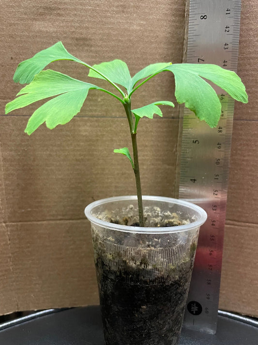 Ginkgo Biloba Seedling Live Tree 4-6 Inches - Ginkgo Tree, Medicinal Plant, Unique Foliage, Eco-Friendly Garden Plant