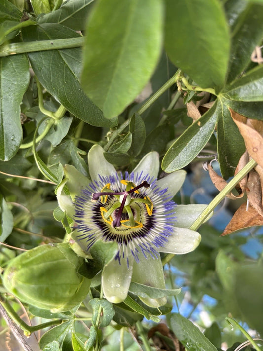 Live Starter Plant - Possum Purple Passion Fruit - Self Fertile - Passiflora edulis