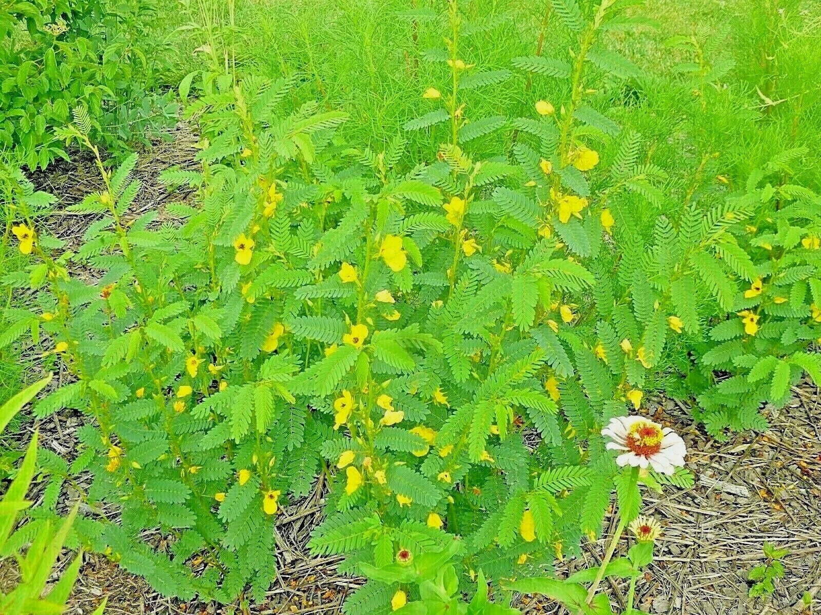 Partridge Pea Seeds - 200+ Count - Native Wildflower - Fall Food Source for Turkey, Deer, Birds - Chamaecrista fasciculata