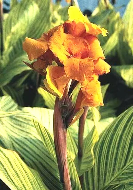 Canna Lily Bulbs 5-Pack, Pretoria Orange Variegated Bengal Tiger, Canna striata, Award-Winning, Tropical Accent, 4-6 ft Tall