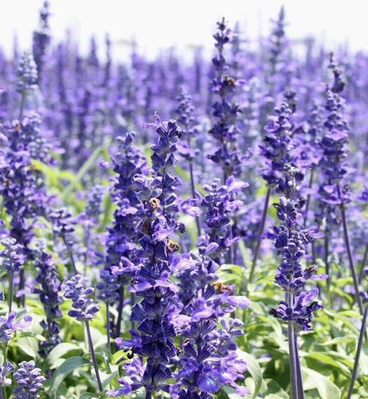 Hyssop Seeds - 800+ Count - Perennial Hummingbird Plant, Medicinal, Non-GMO - Hyssopus officinalis