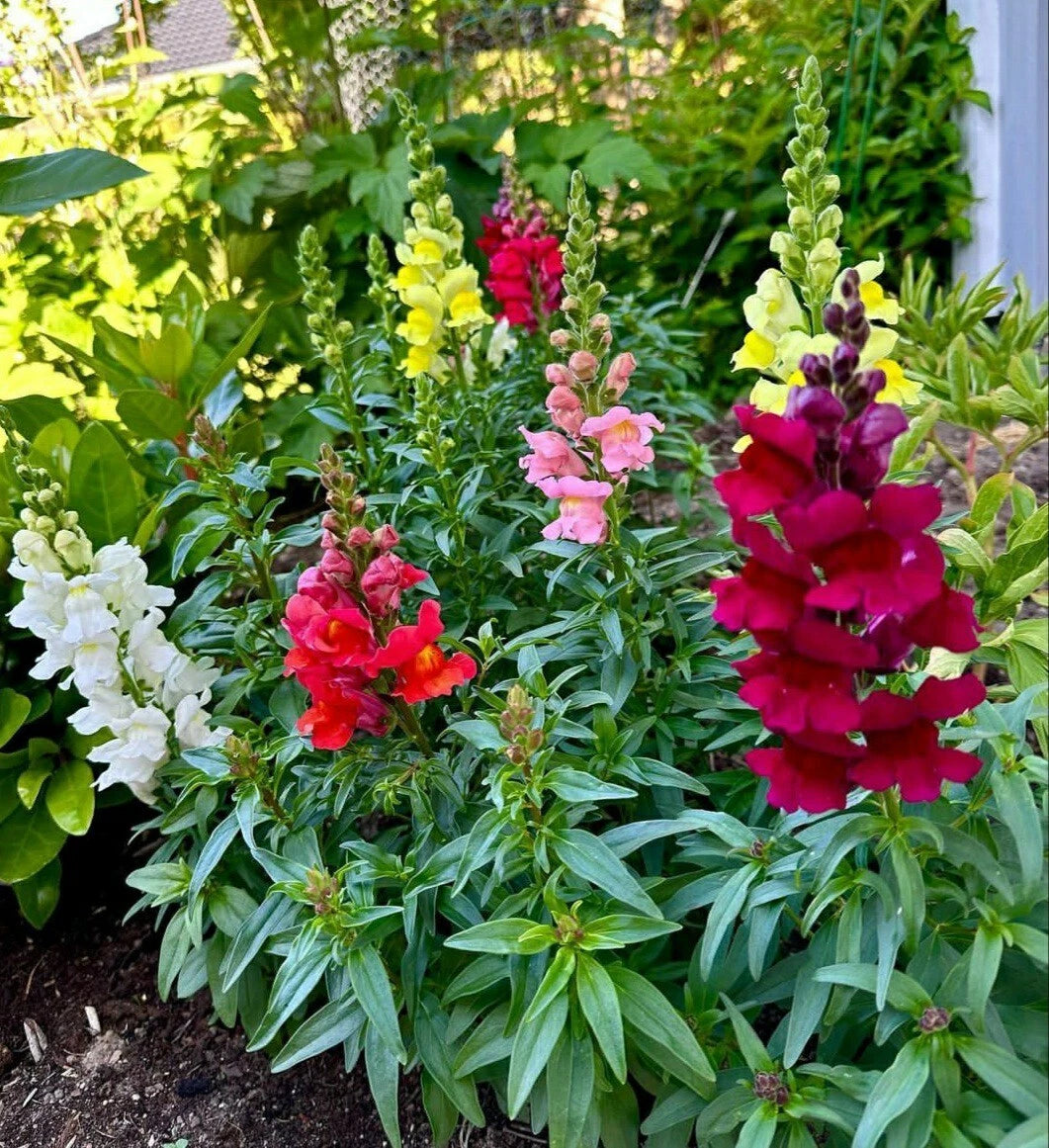 Snapdragon Seeds - Maximum Mix - 200 Seeds - Antirrhinum majus