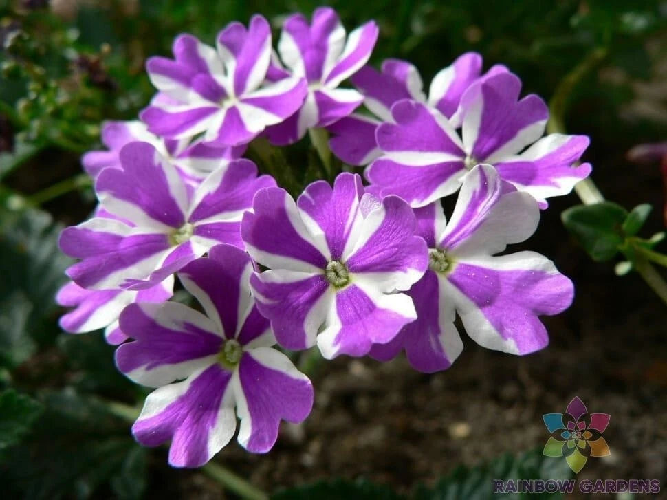 Ivy Leaf Geranium Seeds - 25+ Precision Purple & White Variety - Pelargonium peltatum