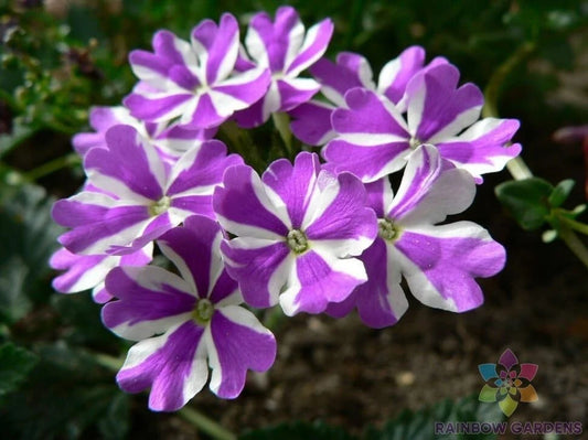 Ivy Leaf Geranium Seeds - 25+ Precision Purple & White Variety - Pelargonium peltatum