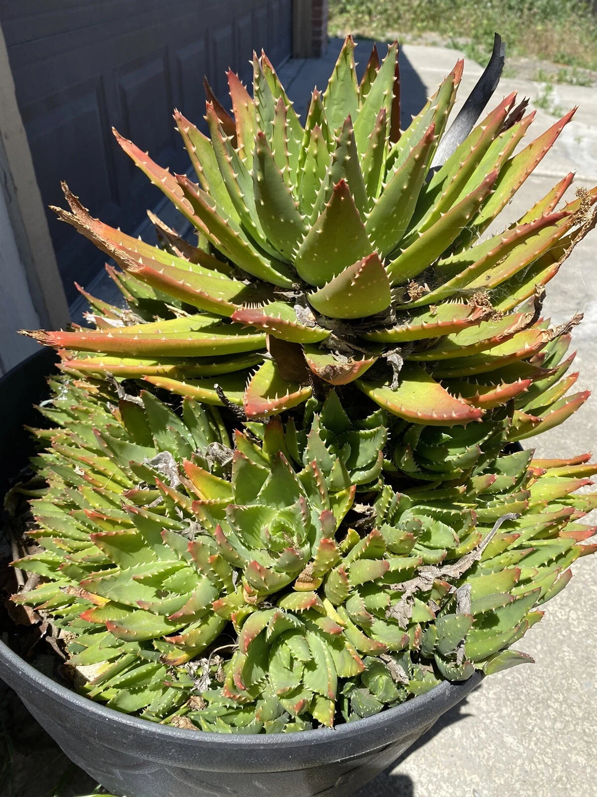 Aloe Brevifolia Succulent Plant - Short Leaved Crocodile Aloe Pup - Decorative Indoor Houseplant
