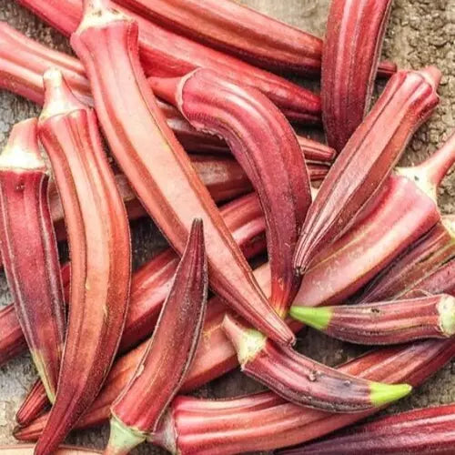Jing Orange Okra Seeds - 30+ Summer Vegetable for Asian Culinary Gardens - Free Shipping