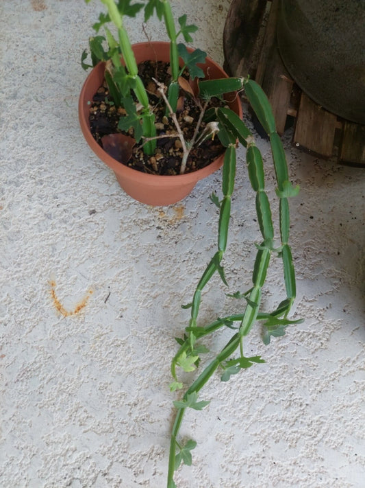 Cissus quadrangularis Vine Climber Plant - Rare Exotic Succulent - Rooted Square Format