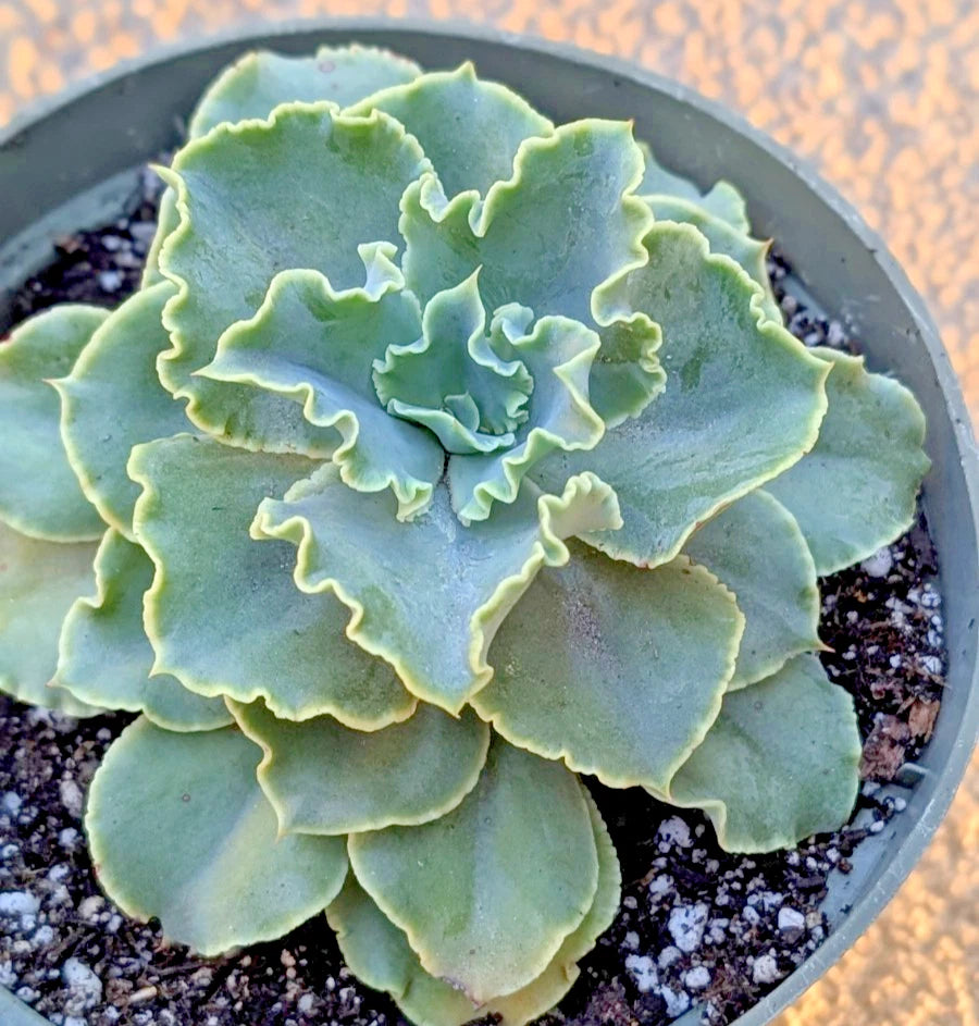 Echeveria "Blue Frills" - 6" Diameter Potted Plant - Large & Mature Succulent, Colorful Green and Blue Rosette