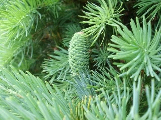 Fortune's Keteleeria Tree Seeds - 30 Seeds - Keteleeria fortunei - Ideal for Planting, Hardy Evergreen