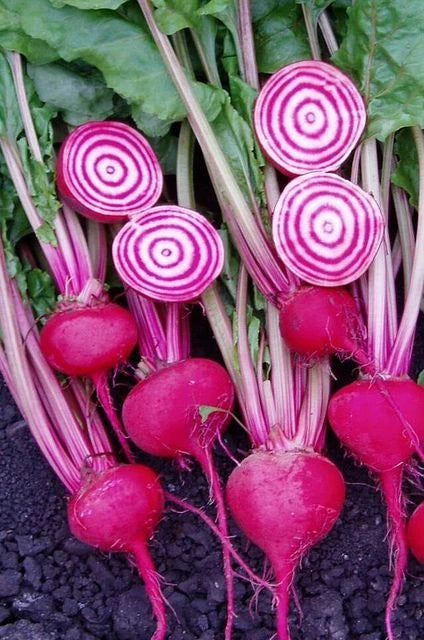 Chioggi Beet Seeds - 200 Plus Seeds - Candy Stripe - Open Pollinated - NON-GMO - Organic (Beta vulgaris)