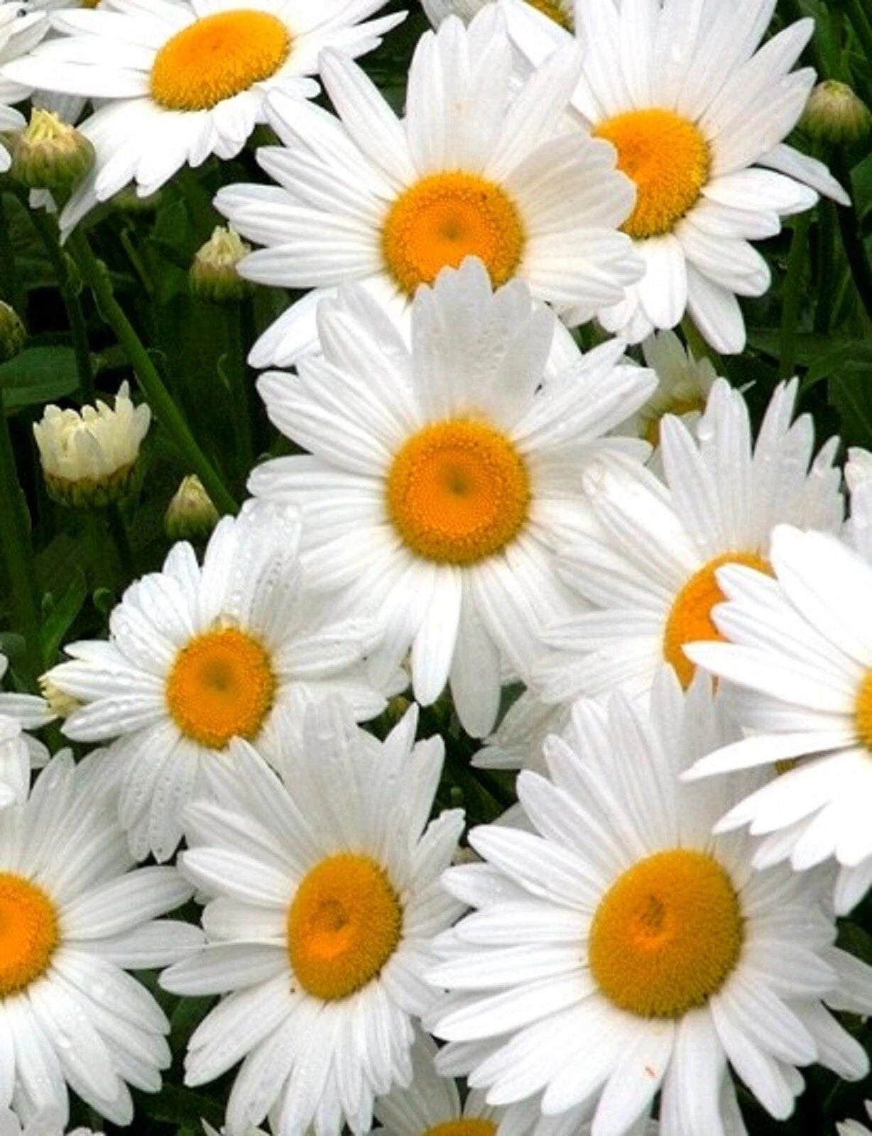 Alaska Shasta Daisy Seeds - 100+ Non-GMO Seeds for Garden Planting - Leucanthemum superbum