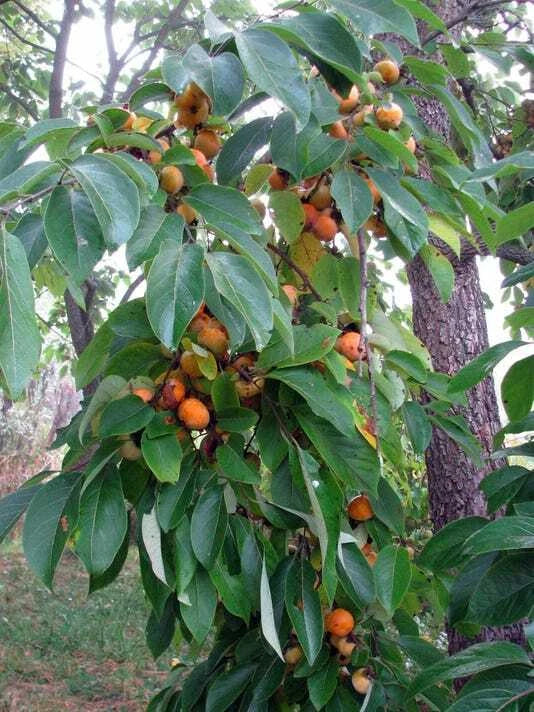 American Persimmon Trees 6 in. Sapling Seedling Live Plants Diospyros virginiana