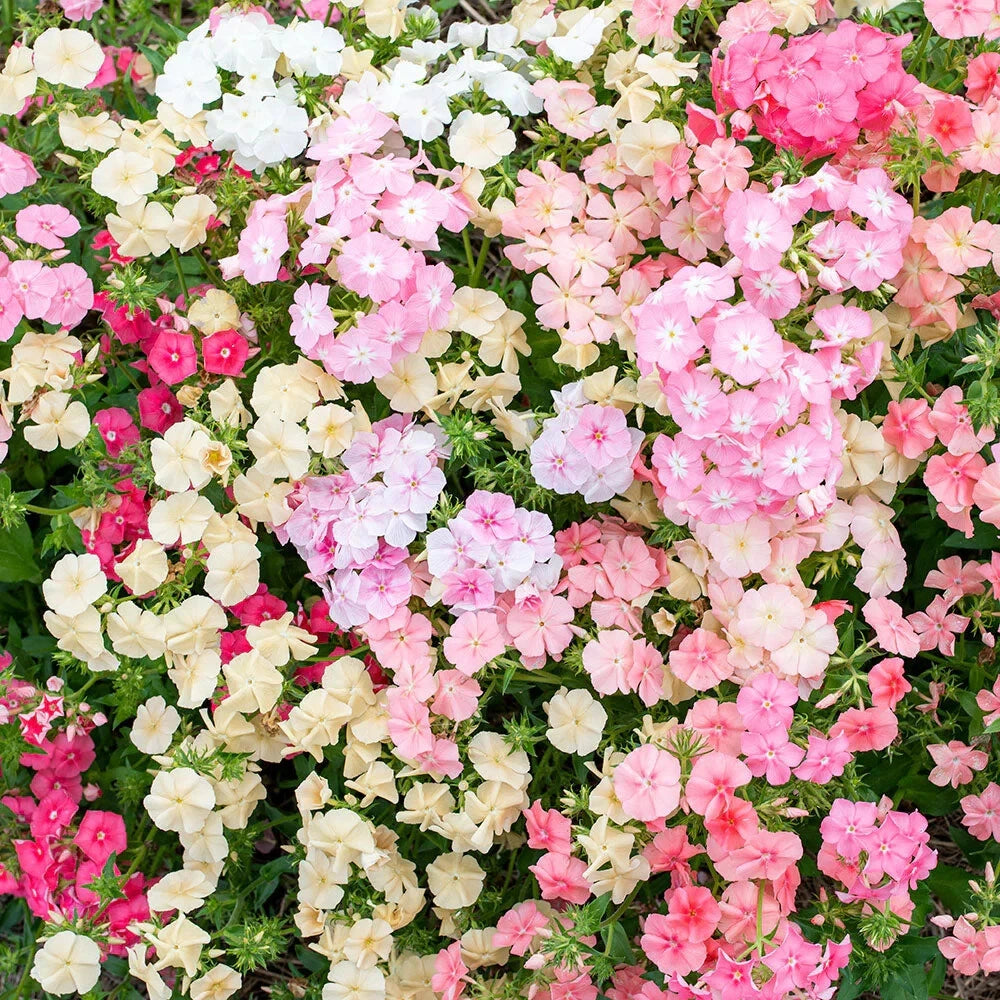 Phlox Seeds for Garden Planting - 100+ Sheep Phlox Variety - Free Shipping - Phlox subulata