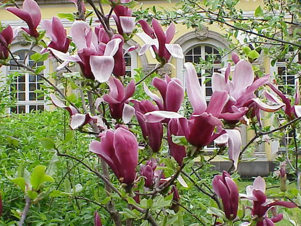 Jane Magnolia Tree 6-12" Live Plant 2.5" Pot Fragrant Blooms Magnolia x 'Jane'