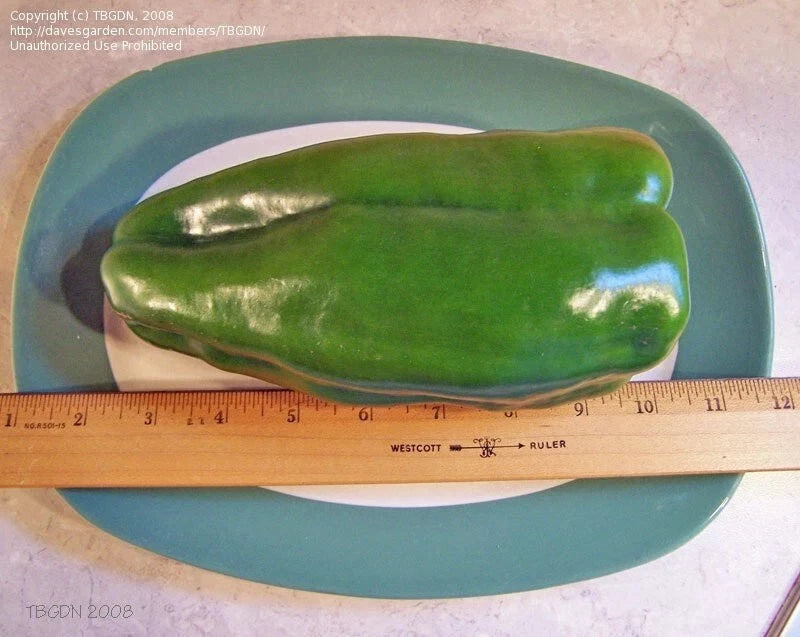 Big Bertha Sweet Pepper Seeds - Non-GMO Heirloom Organic - Capsicum annuum