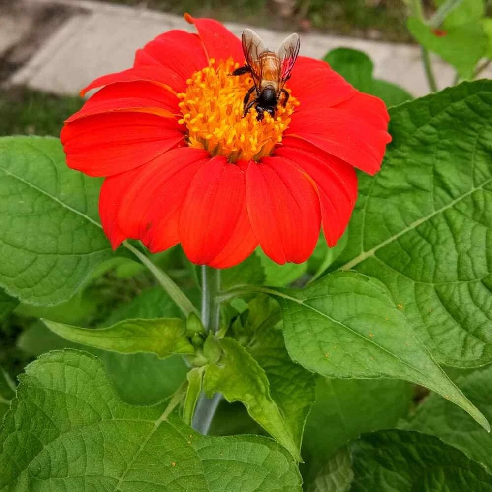 50+ Mexican Torch Sunflower Seeds - Vibrant Yellow - Helianthus Debilis - Attracts Bees, Butterflies, and Hummingbirds