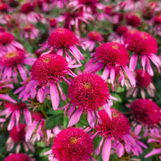 50 Bubble Gum Coneflower Seeds - Echinacea Purpurea - Perennial Blooming Flowers for Garden Planting