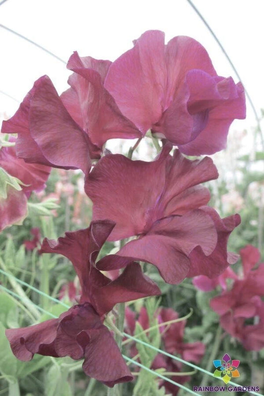 Edd Fincham Sweet Pea Seeds - 50+ Pack - Garden Planting - Lathyrus odoratus - USA