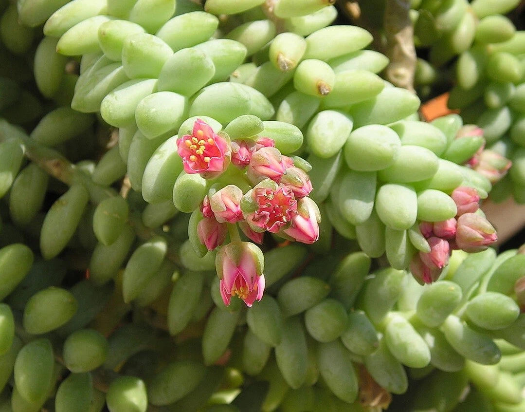 Unrooted 4'' Donkey Tail Cutting, Sedum Morganianum, Hanging Succulent Plant, Easy Care, Indoor/Outdoor Decor